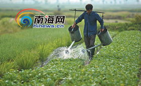 走近海口郊區(qū)菜農 夫妻用菜筐挑起一個家，新鮮水果零售