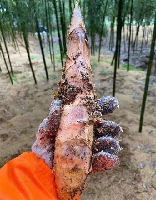杭州臨安優質應急蔬菜包上線，零售平臺助力滯銷農產品與新鮮水果銷售