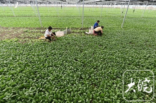 蒙城蔬菜新鮮直達(dá) 南京果籃更添綠意——探訪蒙城至南京農(nóng)產(chǎn)品直供新通道